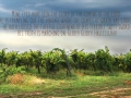 vineyard1a